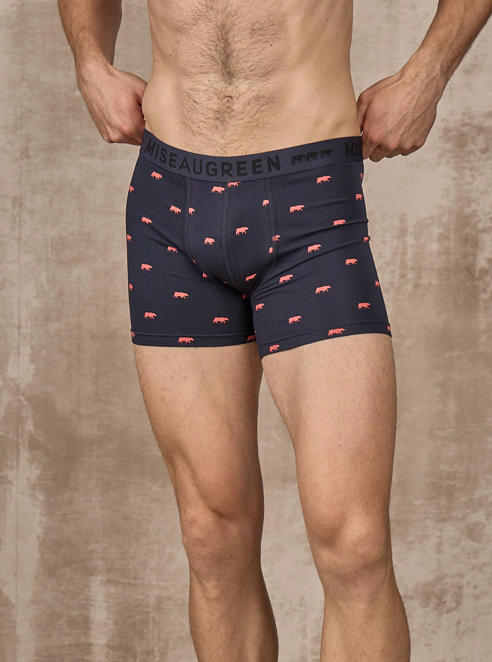 Boxer Adriel - Image 2