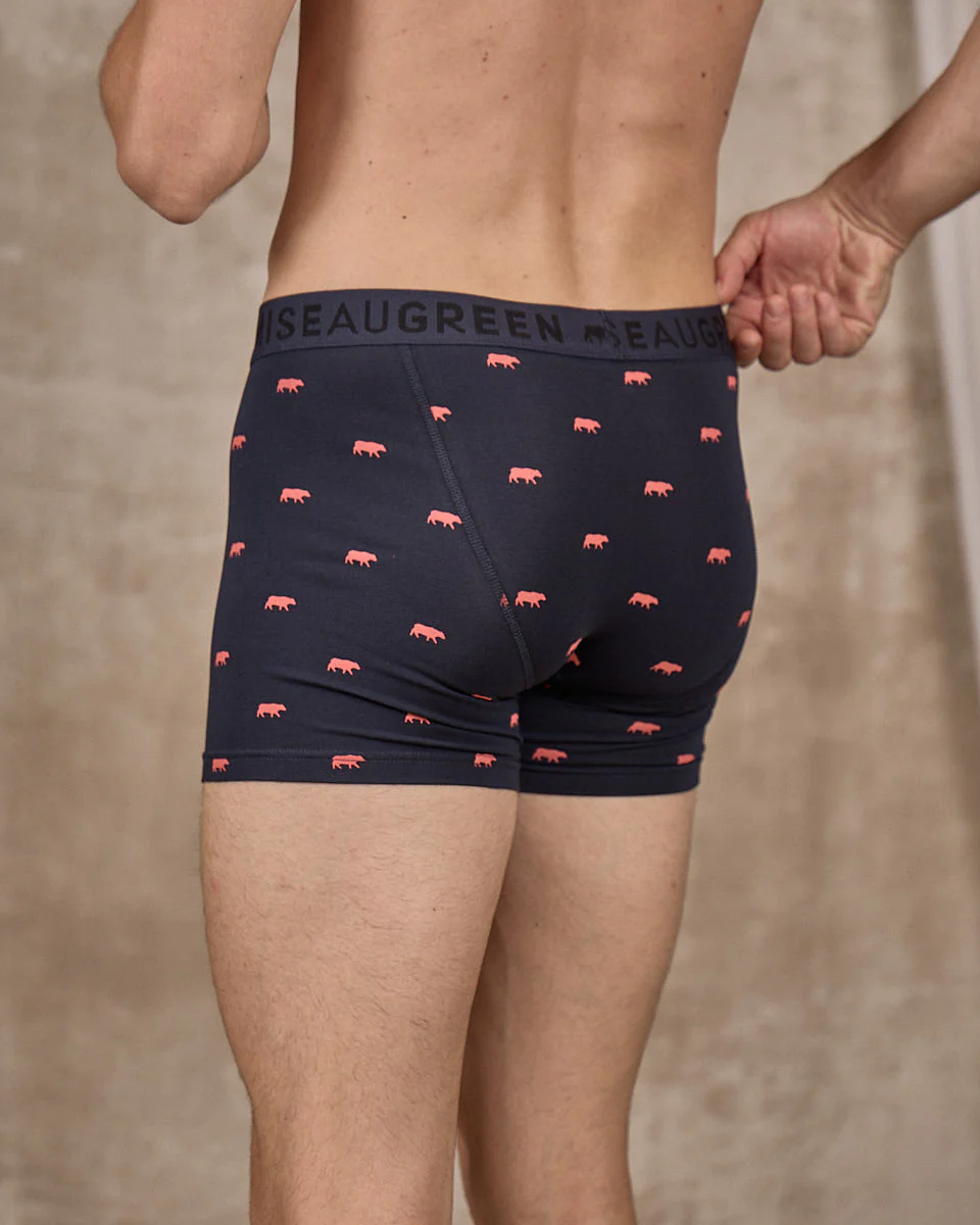 Boxer Adriel - Image 3