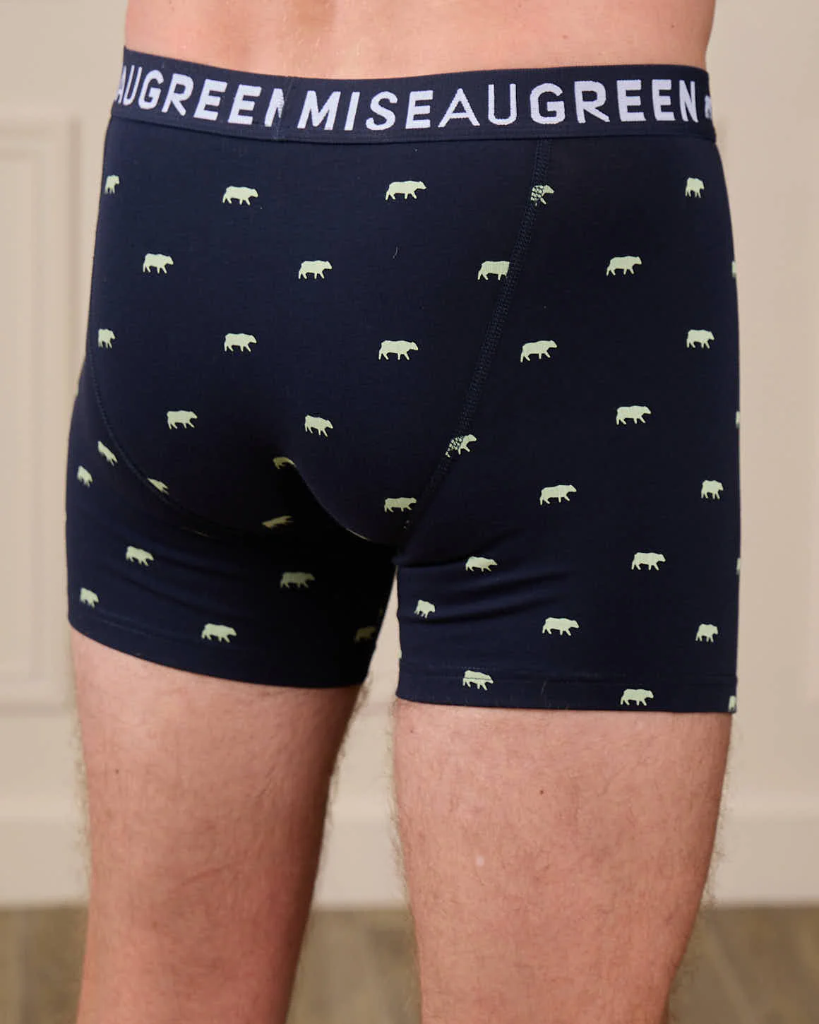 Boxer Adriel - Image 5